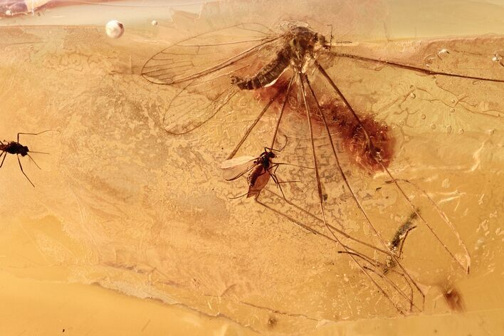 Fossil Crane Fly and Three True Midges in Baltic Amber #284552